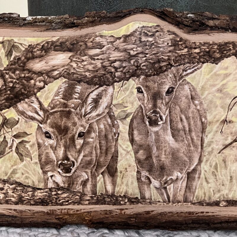 whitetail deer pyrography, woodburned deer, woodburned fawns, pyrography fawns