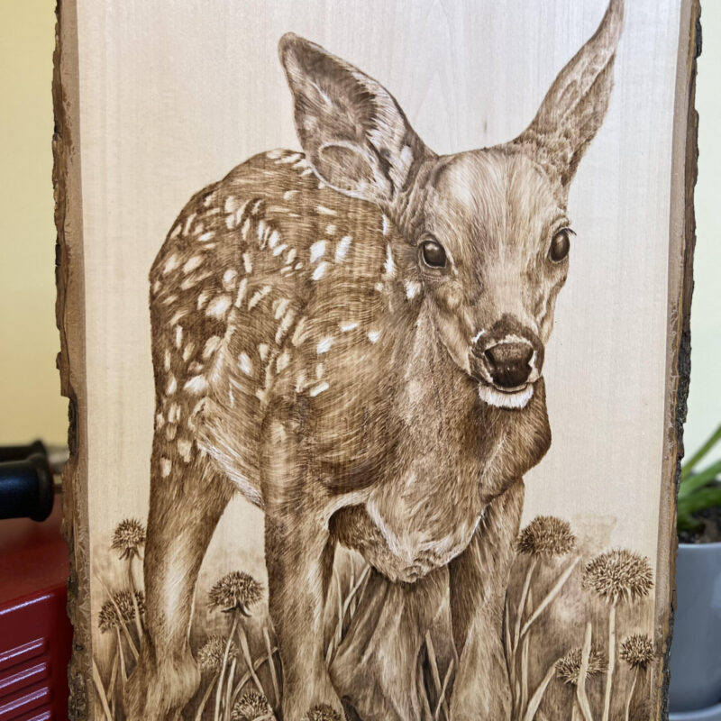 pyrography art, whitetail fawn, woodburning