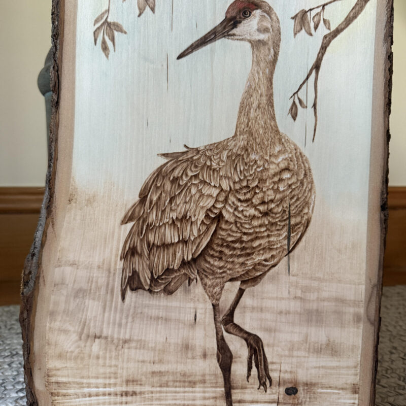 woodburning art, pyrography art, sandhill crane drawing