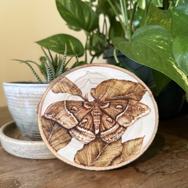 woodburned moth wood slice