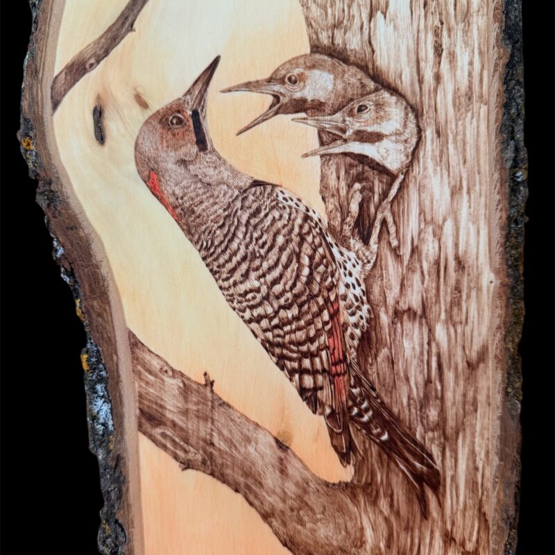 Northern Flickers woodburned art