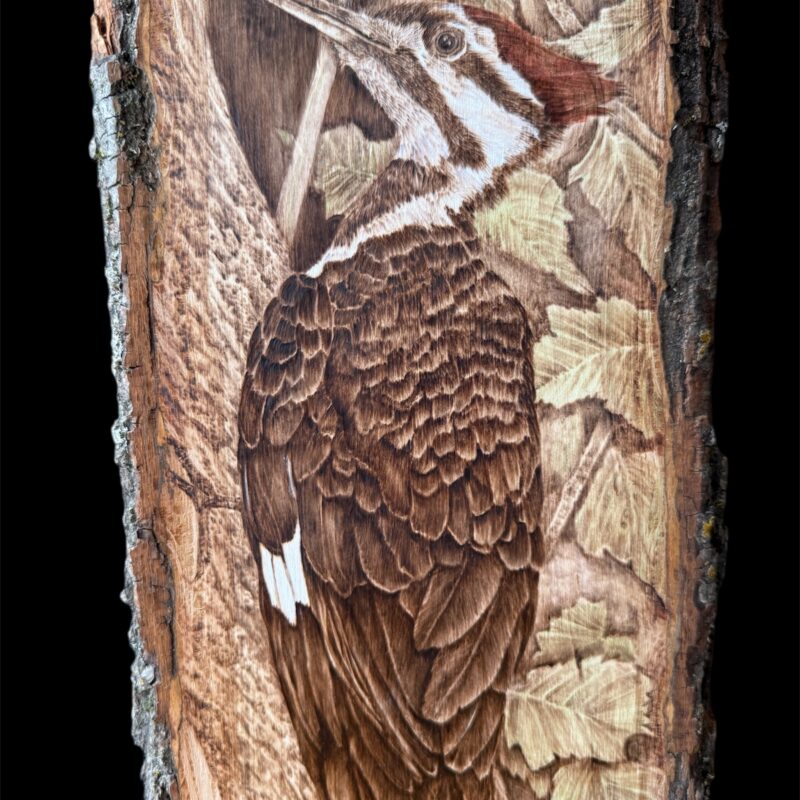 woodburned woodpecker, nature art